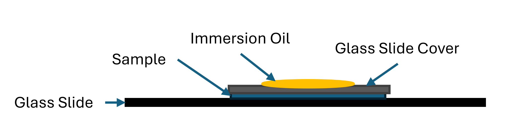 media/oil_immersion_wet_mount.png